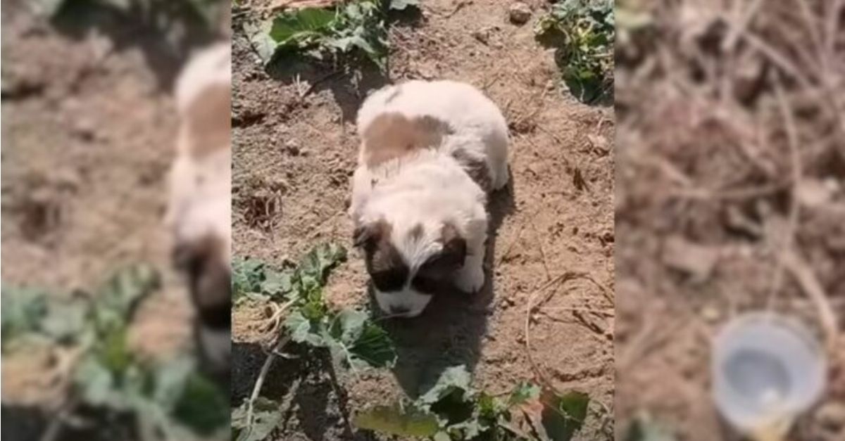 A woman was astonished to discover a vulnerable two-month-old puppy lying in a field under the sweltering heat of 107 degrees