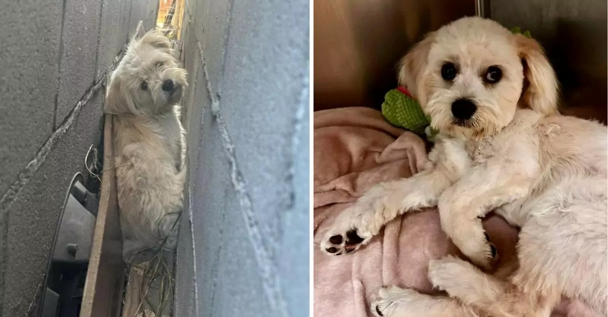 Residents discover soft creature living in narrow gap between garage walls and rescue it