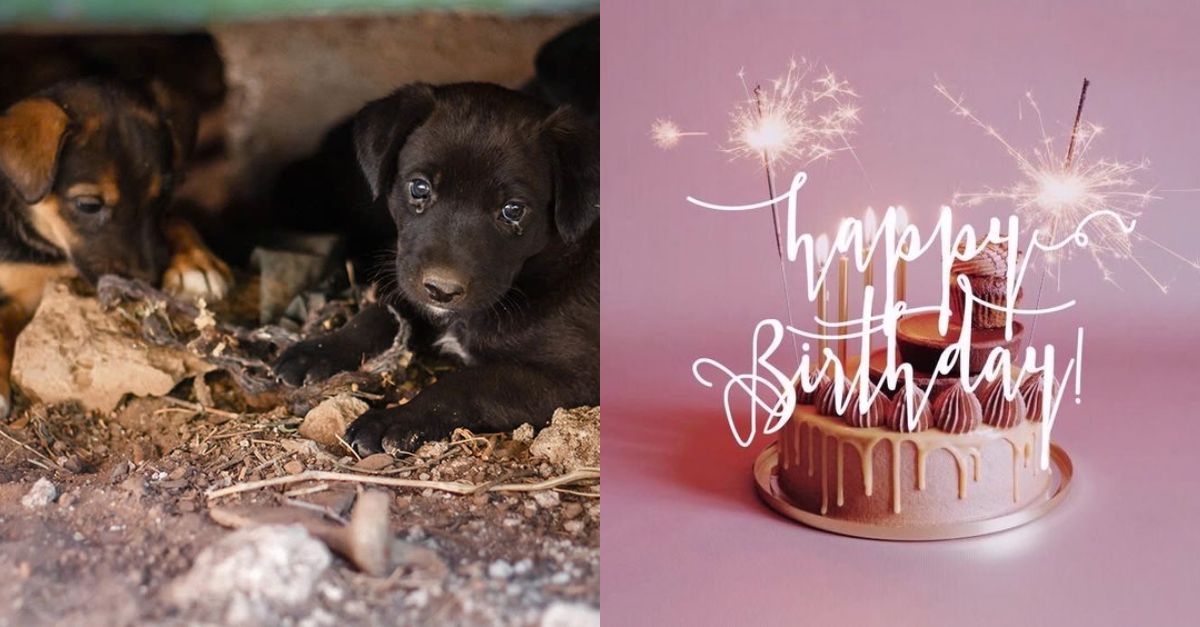 2 homeless dogs are very happy to receive birthday wishes from everyone