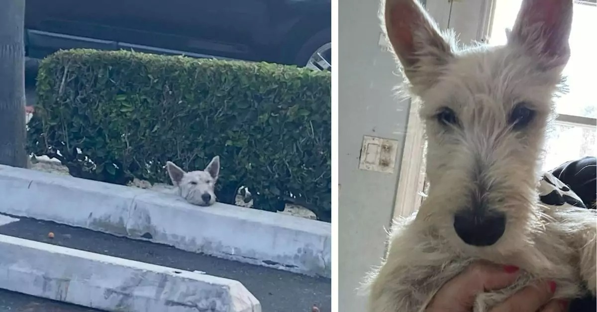 A Dog Abandoned in a Parking Lot Believed She Would Never Reunite with Her Owner