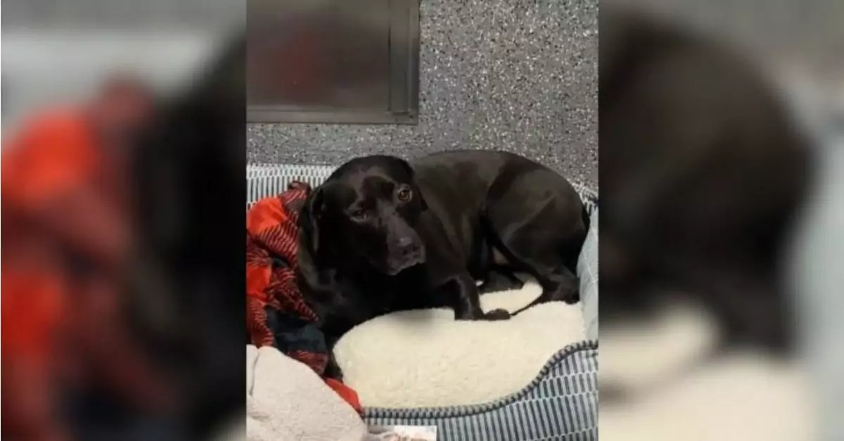 A dog that had resided in a shelter for 900 days was returned just one day after being adopted