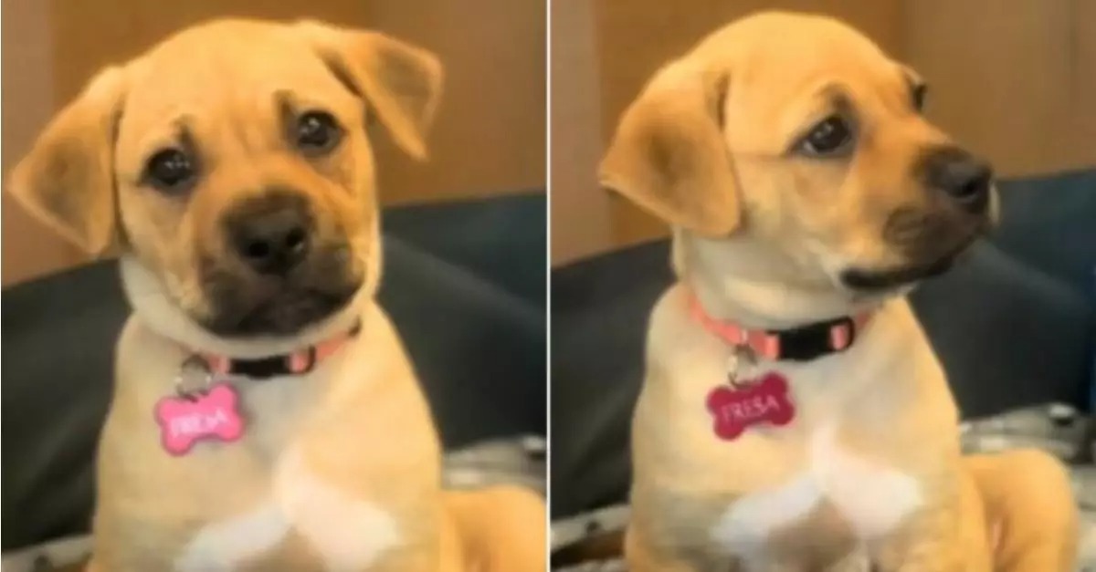 A puppy rescued from a bag, while her sister was left heartbroken as she watched her depart the shelter with her new family