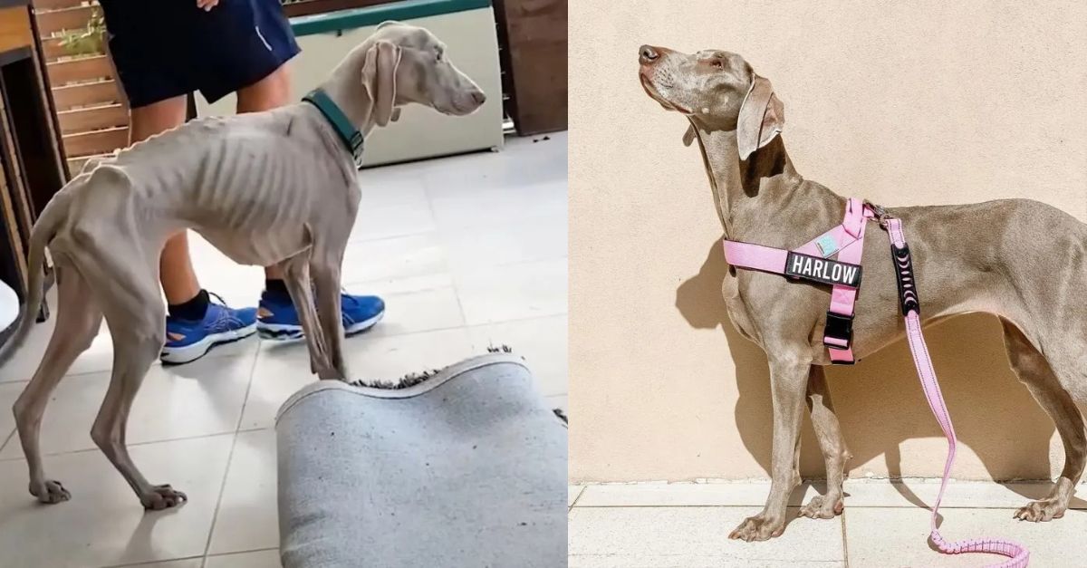 Severely malnourished puppy was almost euthanized but then its life changed