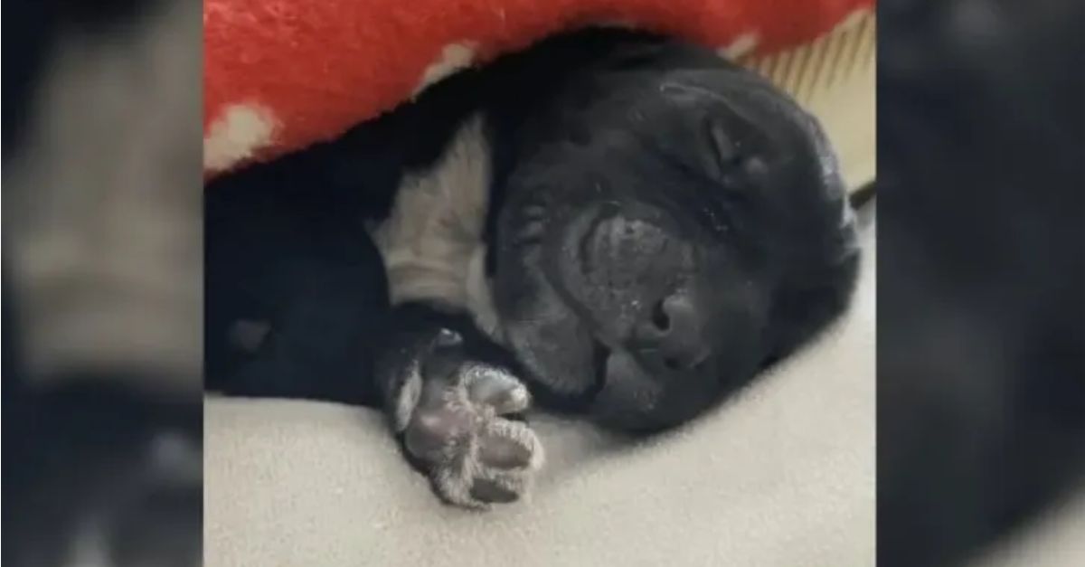 A One-Day-Old Puppy Abandoned by Its Owner Receives a Second Chance and Transforms into the Happiest Dog