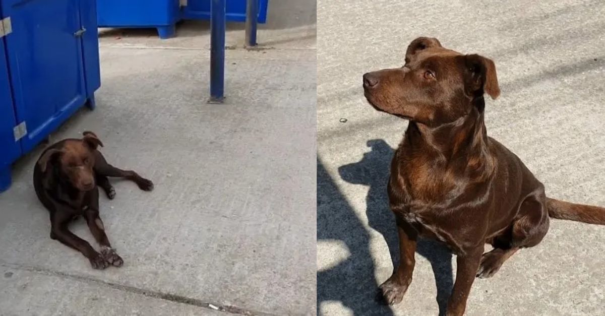 A sociable stray dog discovered in a secluded region is prepared to embark on a new chapter in its life