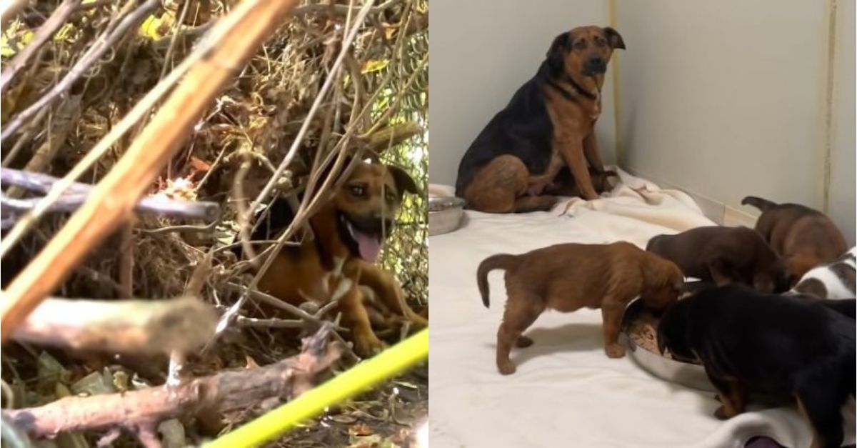 A stray mother dog was always afraid of humans until rescuers came to help her