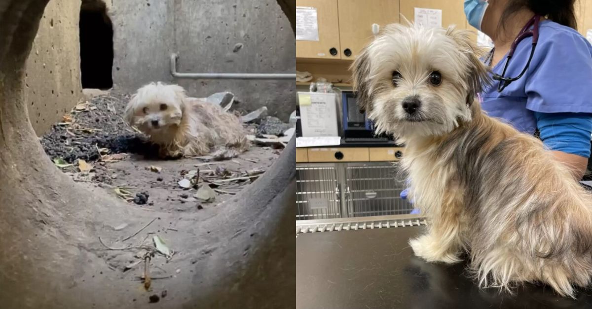 A man saves a desperate little puppy that became ensnared in a storm drain