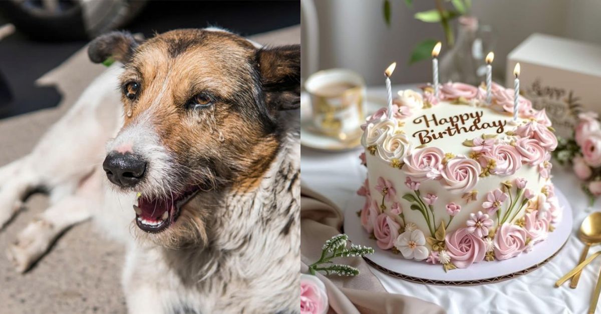 6-year-old stray dog ​​celebrates his lonely birthday in a small street corner