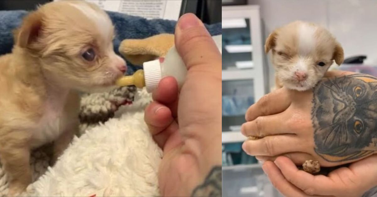 A Two-Week-Old Puppy, Abandoned by Her Mother, Discovers an Ideal Human Companion to Assist Her