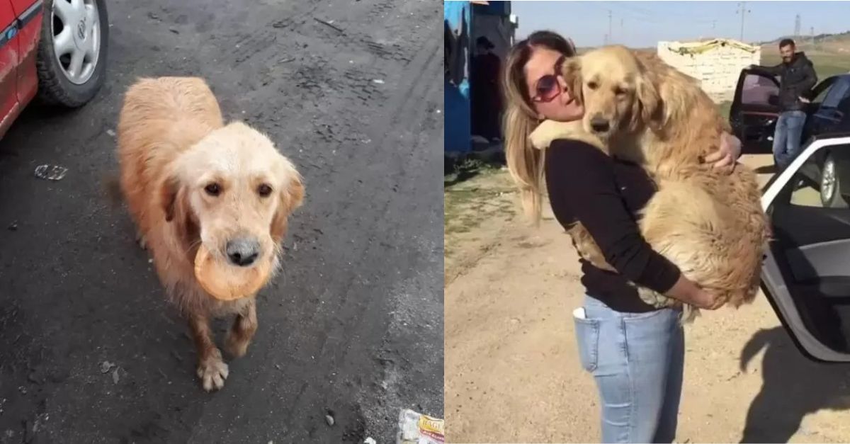 A hungry stray dog ​​was eating bread but then he met a person who changed his life completely