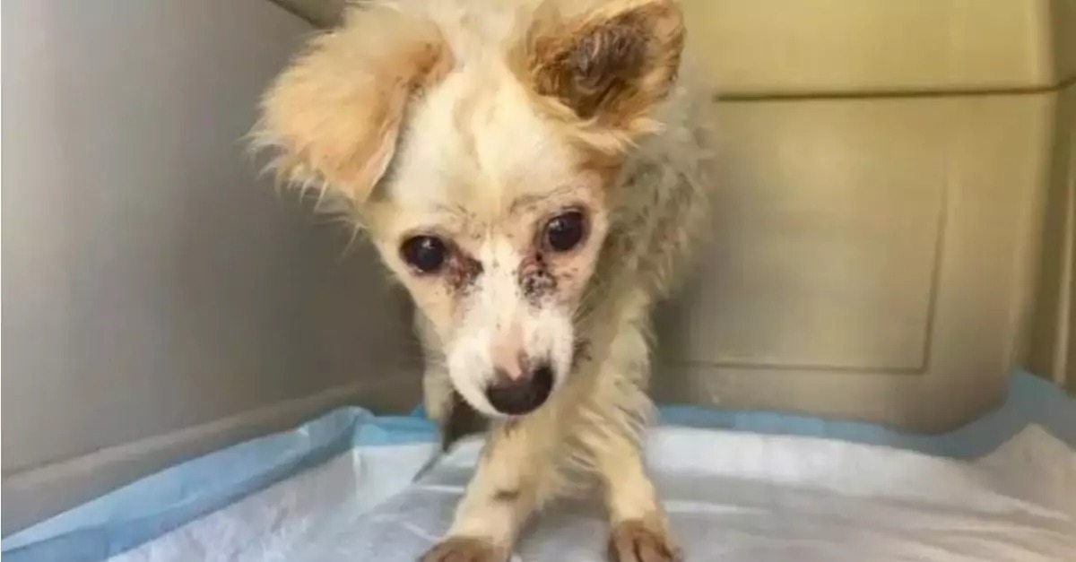 An Abused Senior Dog Facing Euthanasia Finds a Caring Home as Her Last Blessing