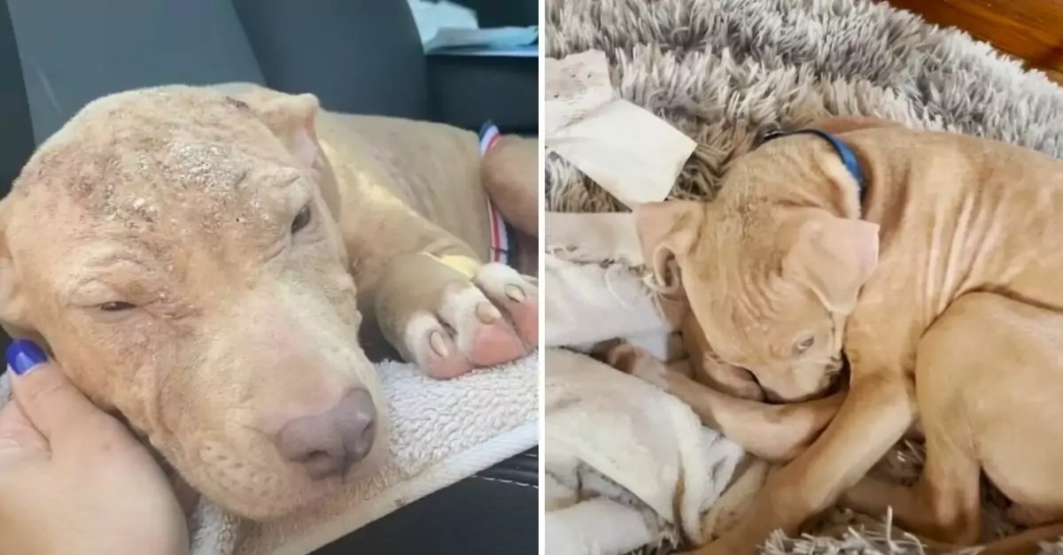 Observe the remarkable transformation of this scruffy pit bull into an adorable princess, all made possible by her foster caregiver