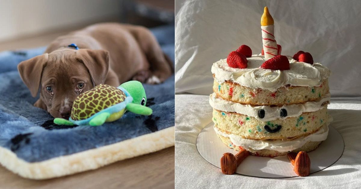 A dog's short-lived happiness as he is about to return to the shelter on his birthday