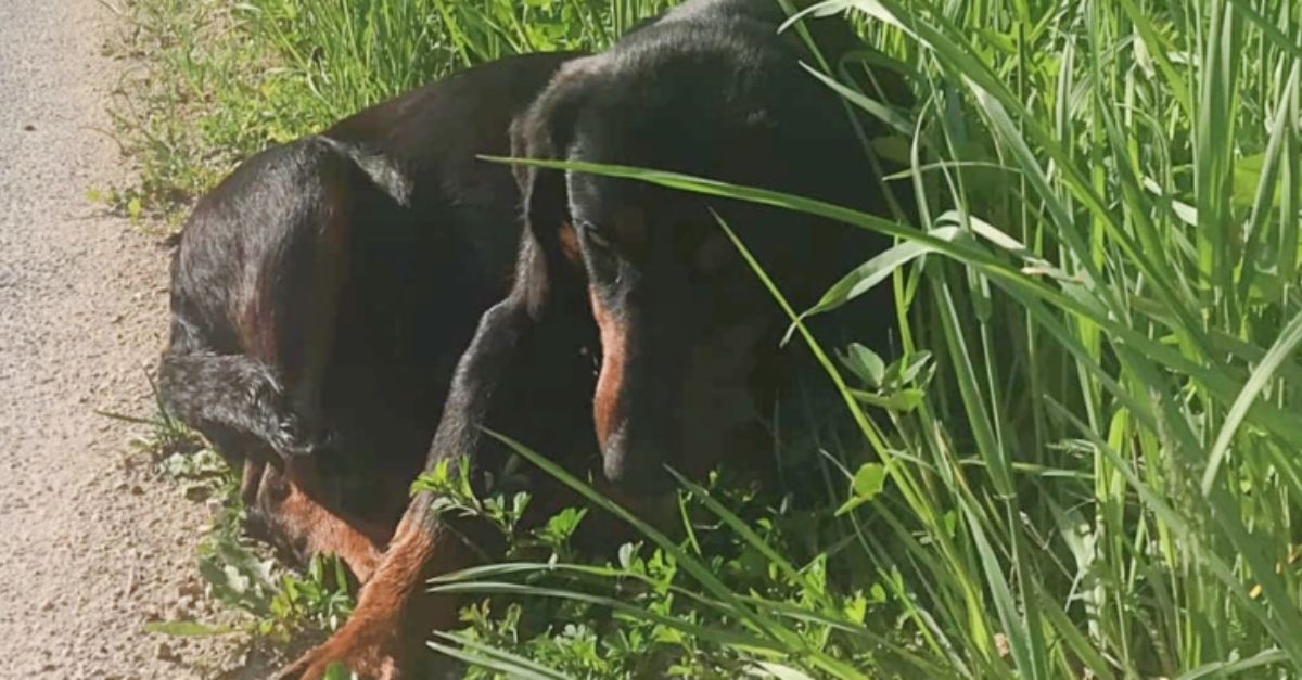 A man noticed someone moving in the grass by the roadside