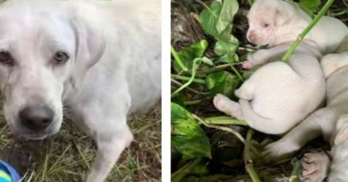 A scared mother searched desperately for a safe spot to protect her puppies