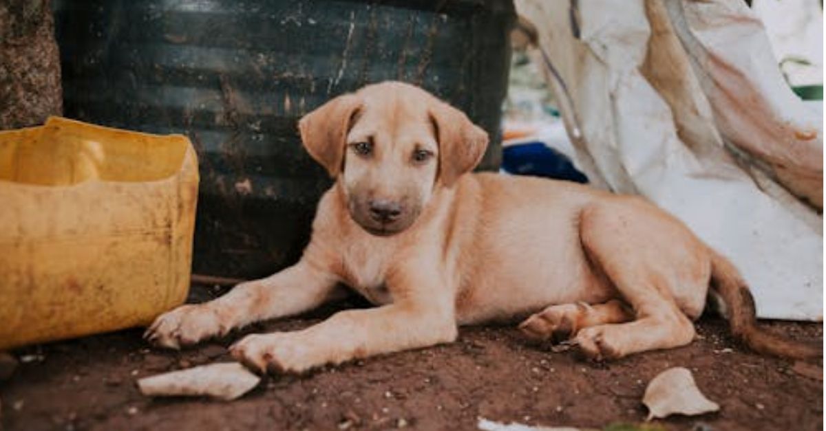 A stray dog ​​living alone on a street corner probably needs to be rescued and adopted