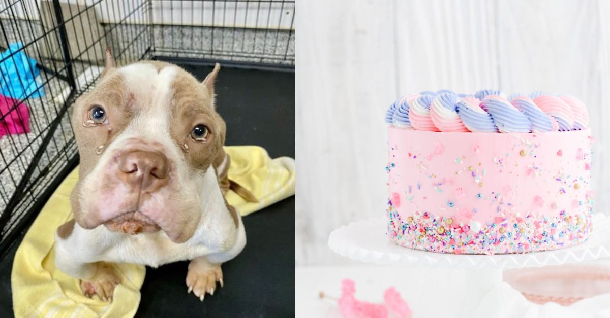 Abandoned Dog Hopes High for a New Home on His Birthday