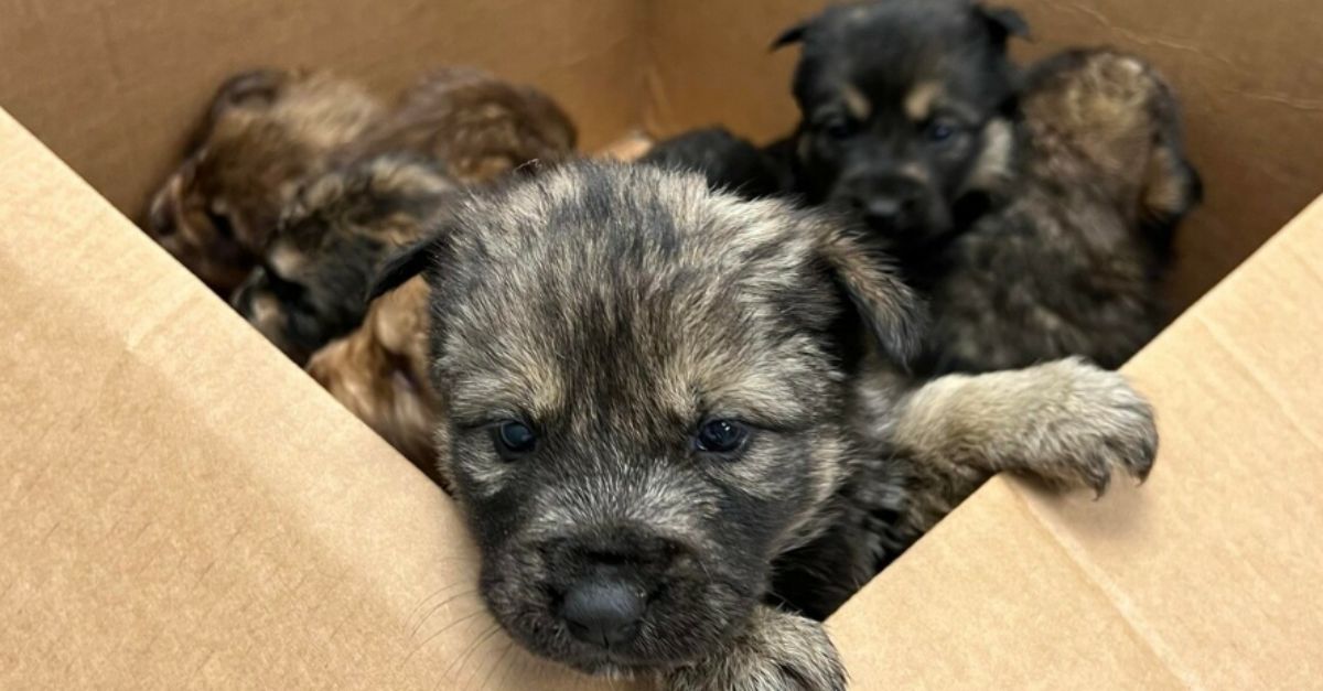 Abandoned Puppies Seek Refuge from Storm Inside a Cardboard Box