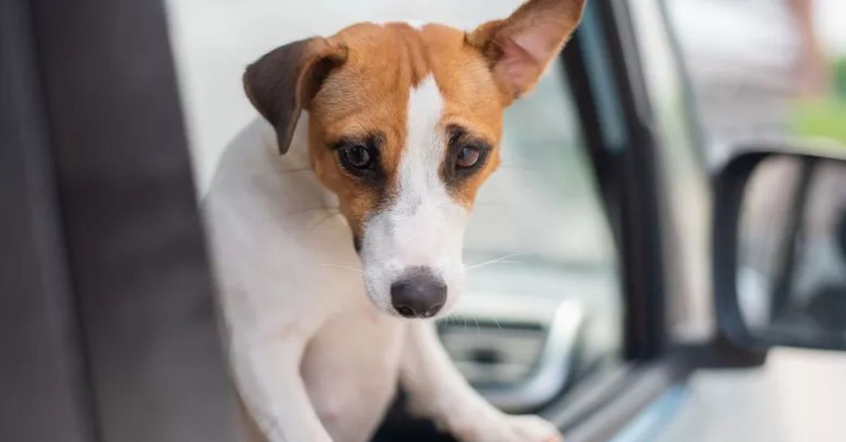 Abandoned Rescue Dog’s Heartbreaking Response to Car Rides After Being Left by the Roadside