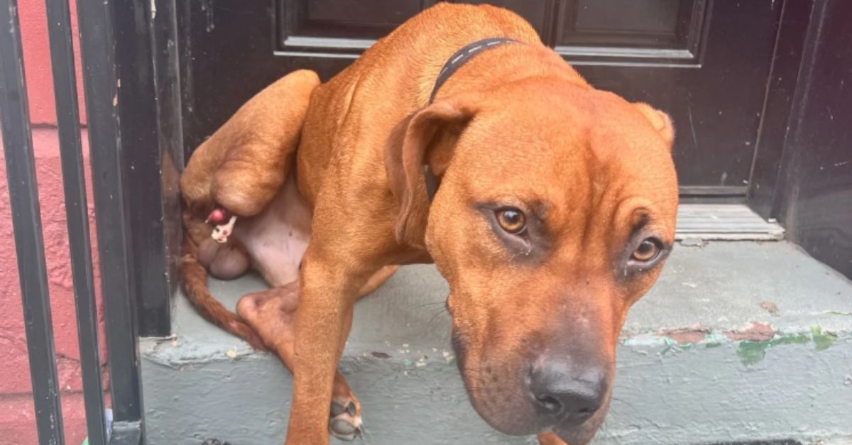 Abandoned, missing a hind leg, the sweetest dog finds love and care just in time