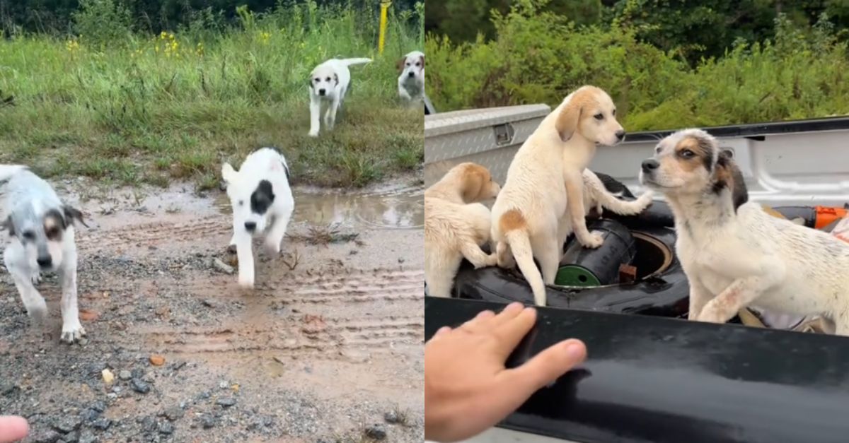  Abandoned puppies rush over, realizing they're about to be rescued