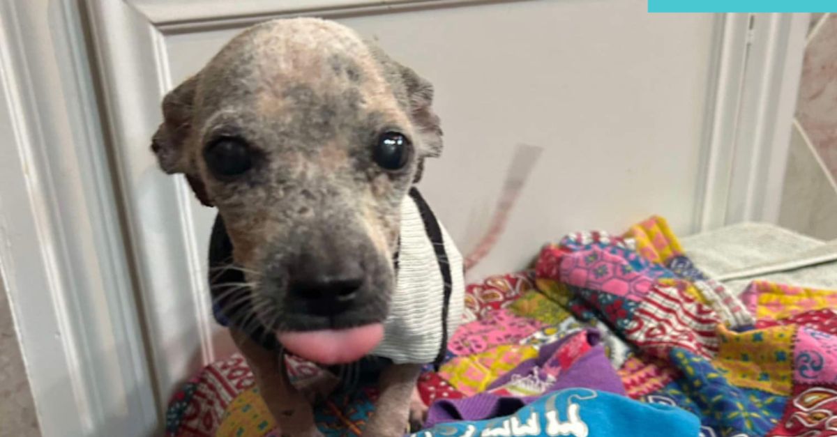 Abandoned puppy found on a Houston back road is simply irresistible!