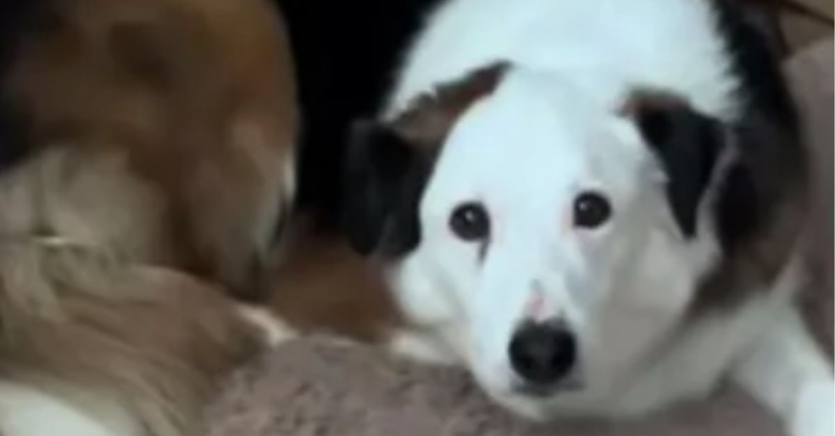  Adorable border collie cutely begs for forgiveness after being accused of stealing sausages