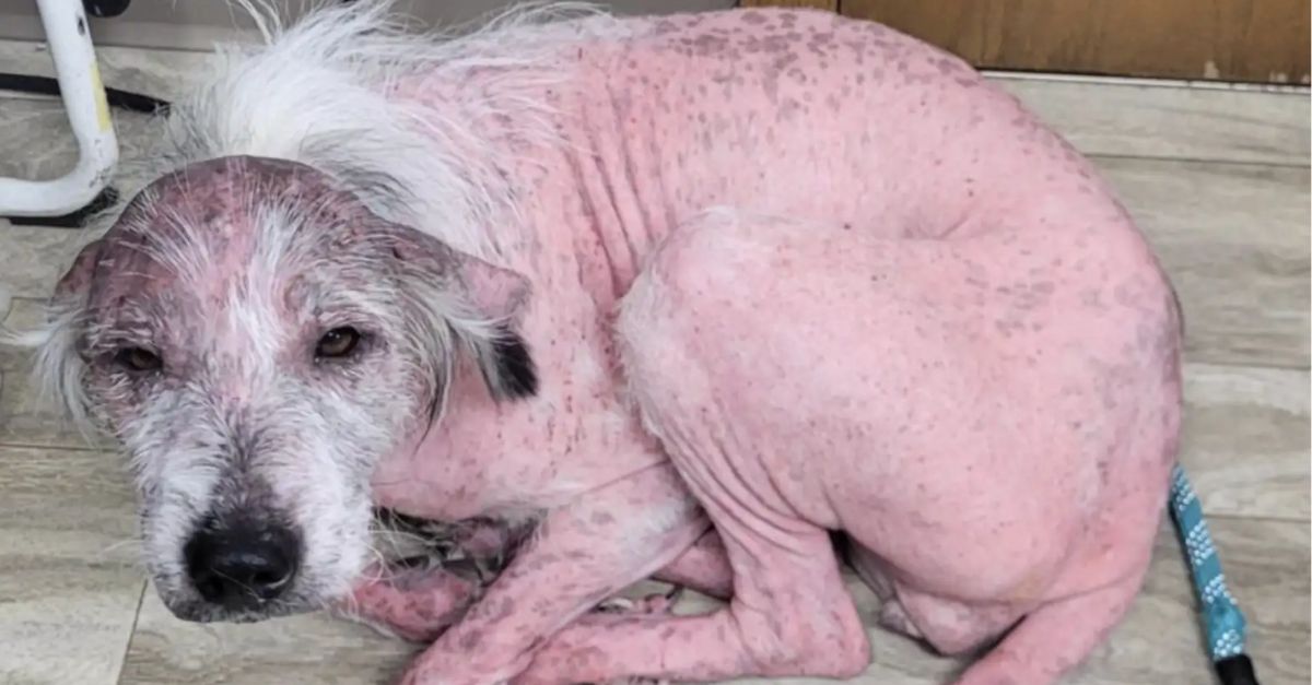 Bald Pink Puppy Blossoms Into a Joyful Fluff Ball