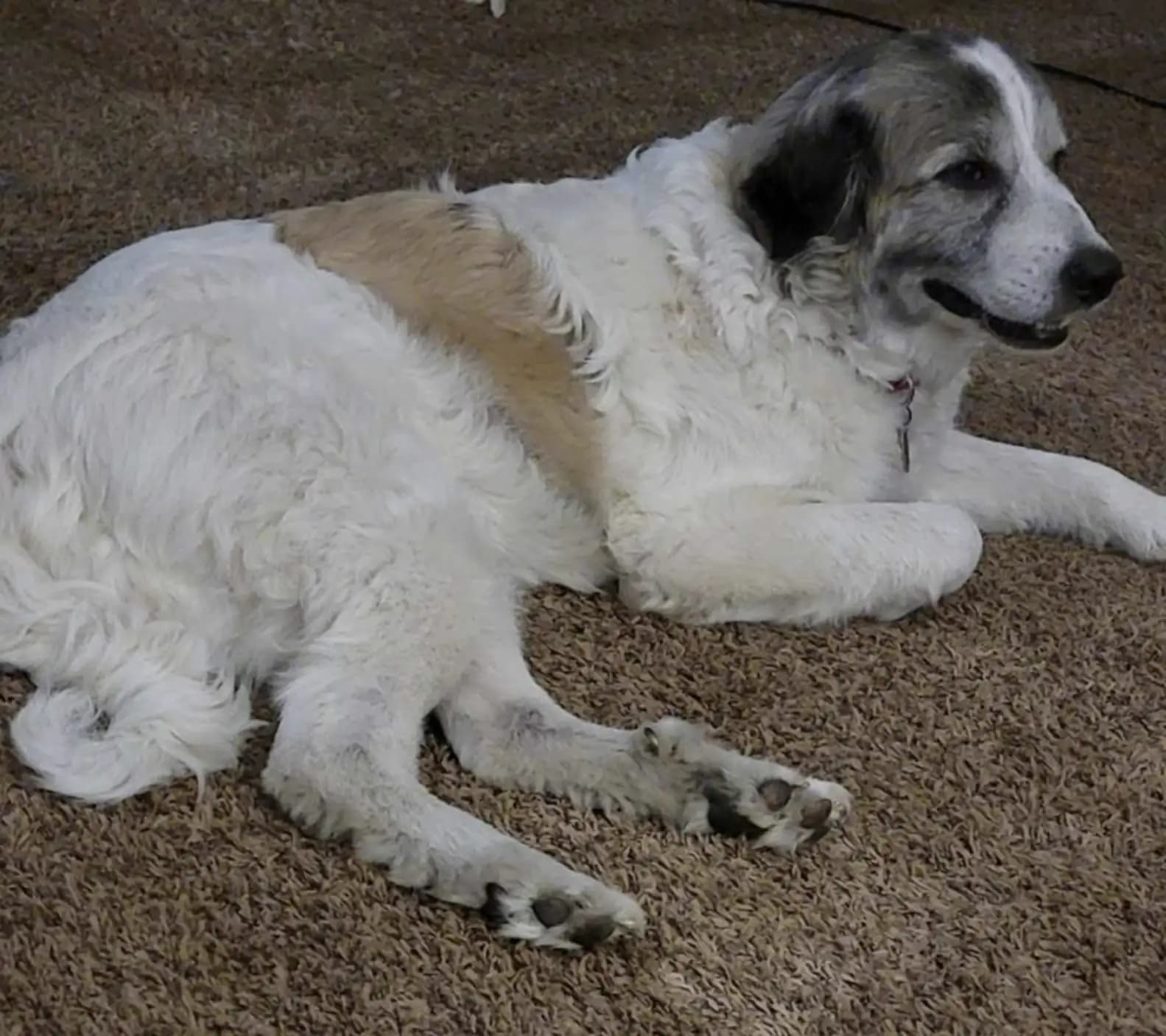 The Emergence of a Beautiful Pyrenees