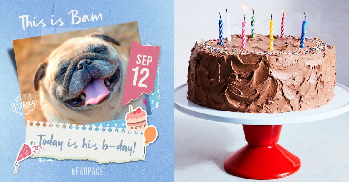 Bam's 3rd Birthday - The Adorable Dog Living in a Shelter