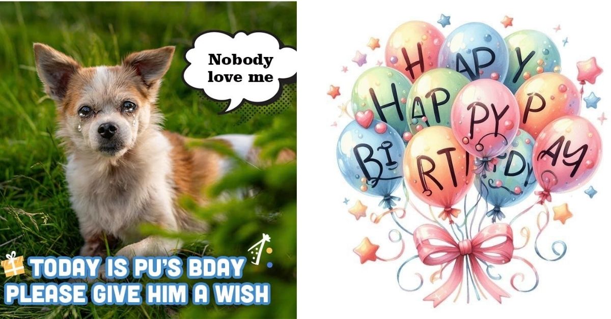 Birthday wishes will make Pu dog feel happier