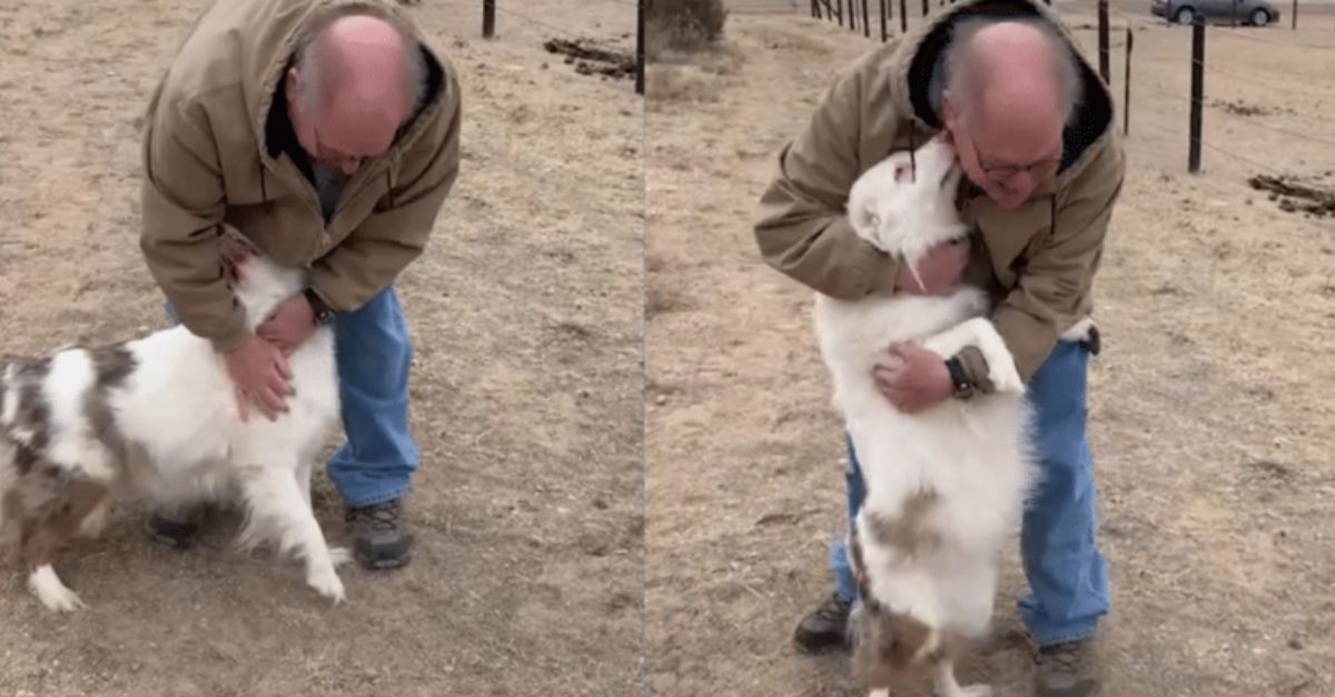 Blind and deaf dog instantly recognizes owner in touching reunion video