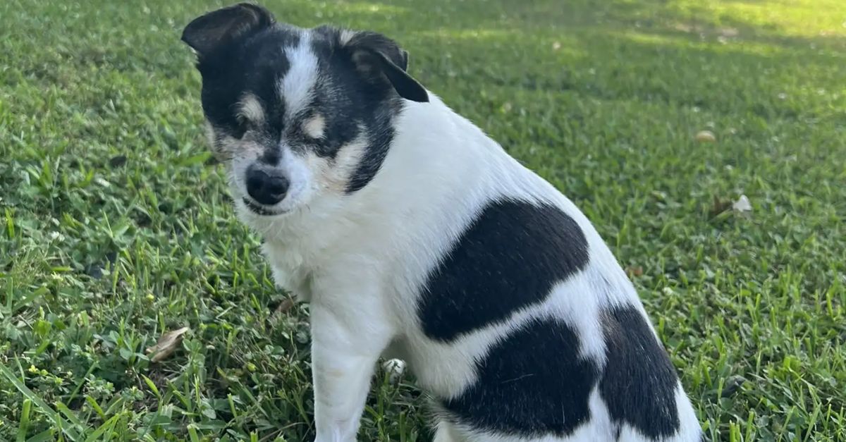 Blind dog gets thrilled when she senses her favorite person is close