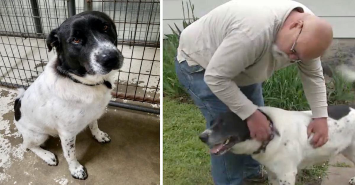 Brokenhearted Man Adopts Shelter Dog After 900 Days of Waiting