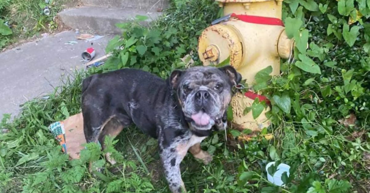 Bulldog Tied to Fire Hydrant on Dead-End Street Waits for Someone to Notice Him