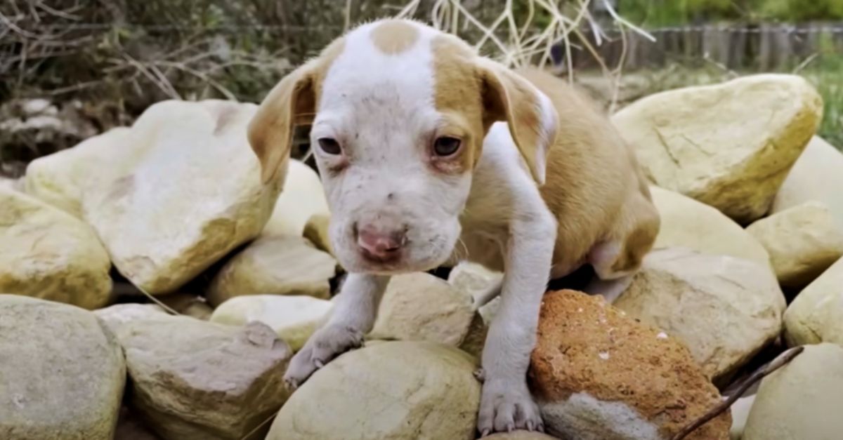  Bullied puppy stayed on a rock pile, trembling to avoid being reached