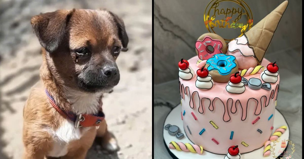 Bunny - The lost dog wants to be taken back to the shelter and today is his birthday