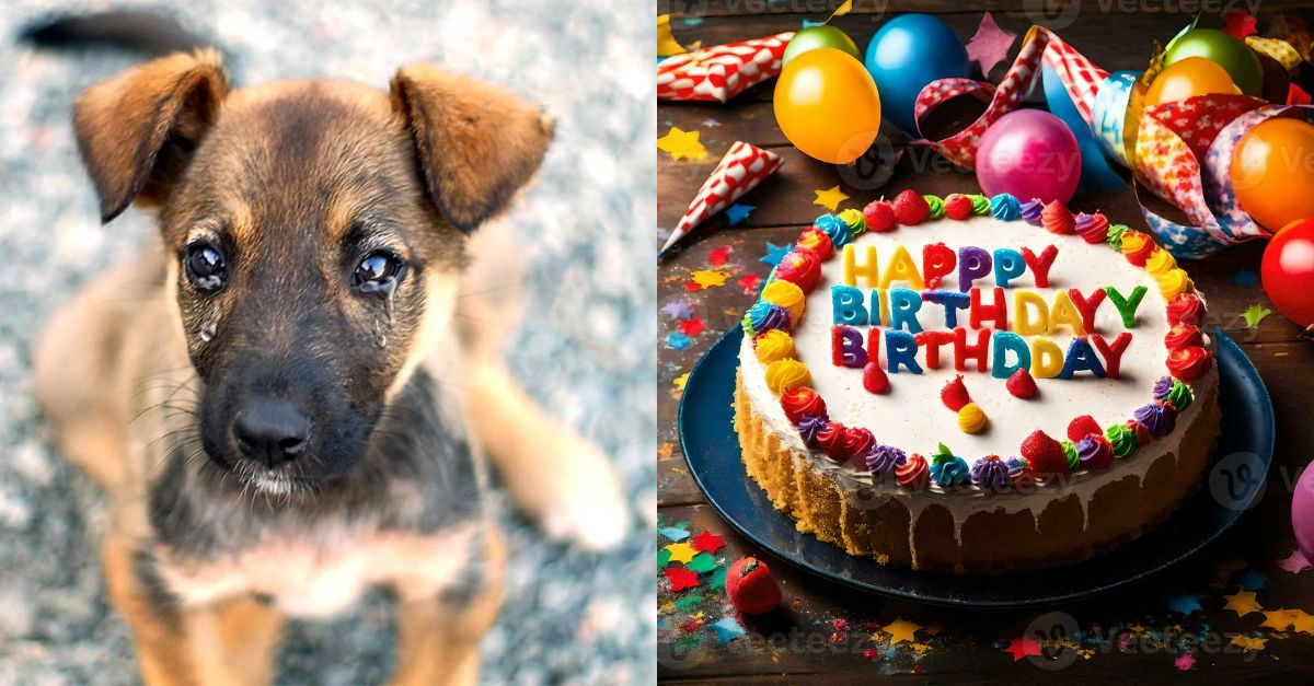 Carrot – The stray dog ​​wants to receive wishes on his birthday