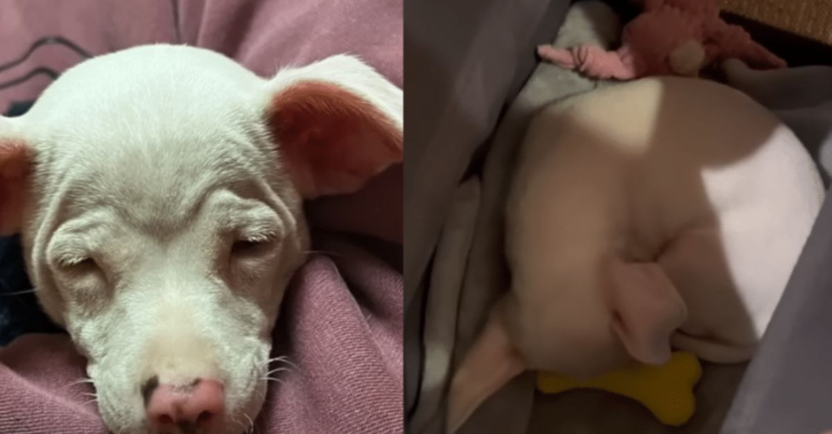 Couple Adopts Blind Dog Abandoned in a Box and Sees a Heartwarming Transformation