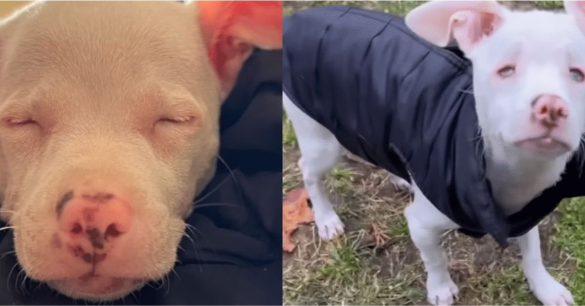 Couple Adopts Blind Puppy, But His Personality Takes Them by Surprise