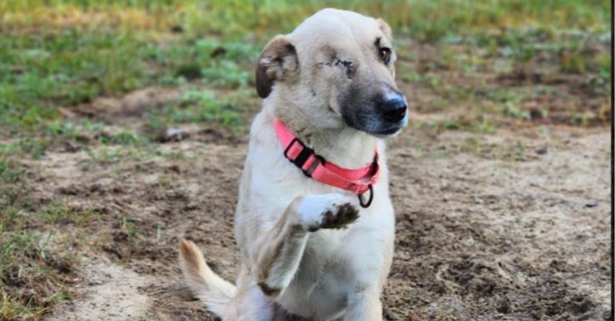 Despite losing an eye after being hit by rocks, Clementine still hopes for her perfect family