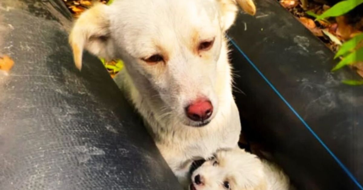 Dog Accidentally Guides Woman to a Hidden Spot and Reveals What She’s Protecting