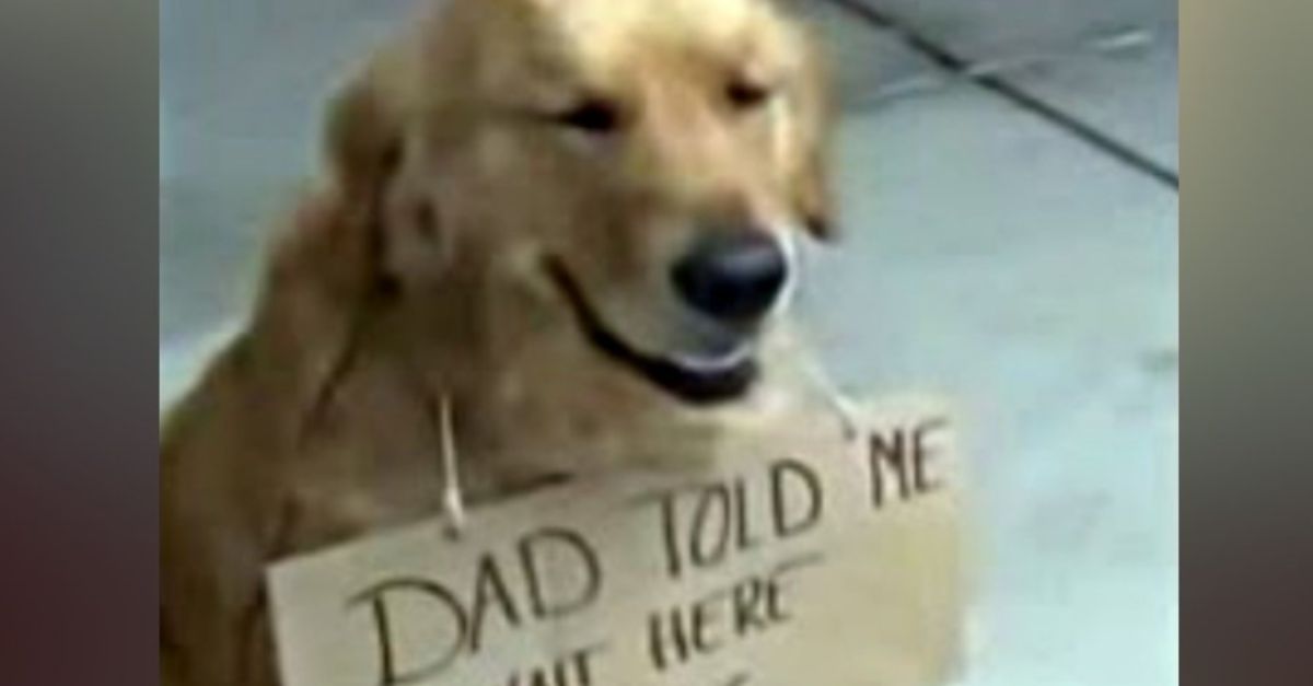 Dog Found Alone Outside Store with a Sign Around His Neck