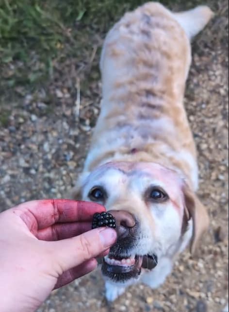 Berry Picking Fun and the "Berry Tax"