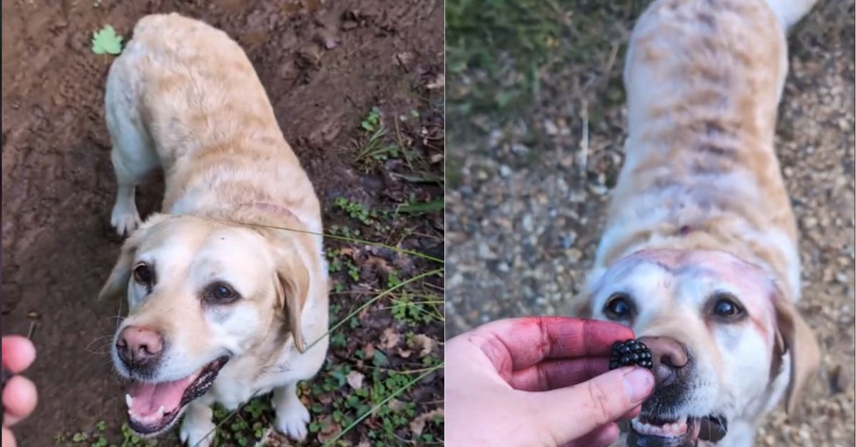 Dog's Fur Changes to Purple for the Most Adorable Reason