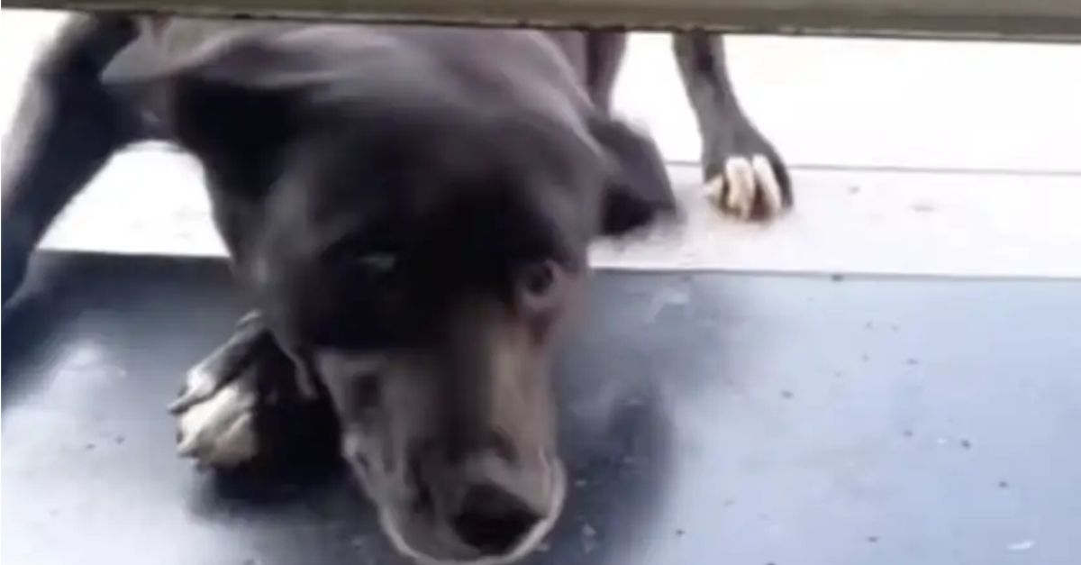 Elderly Dog Waits Outside Pet Shop Every Morning, Eager for It to Open