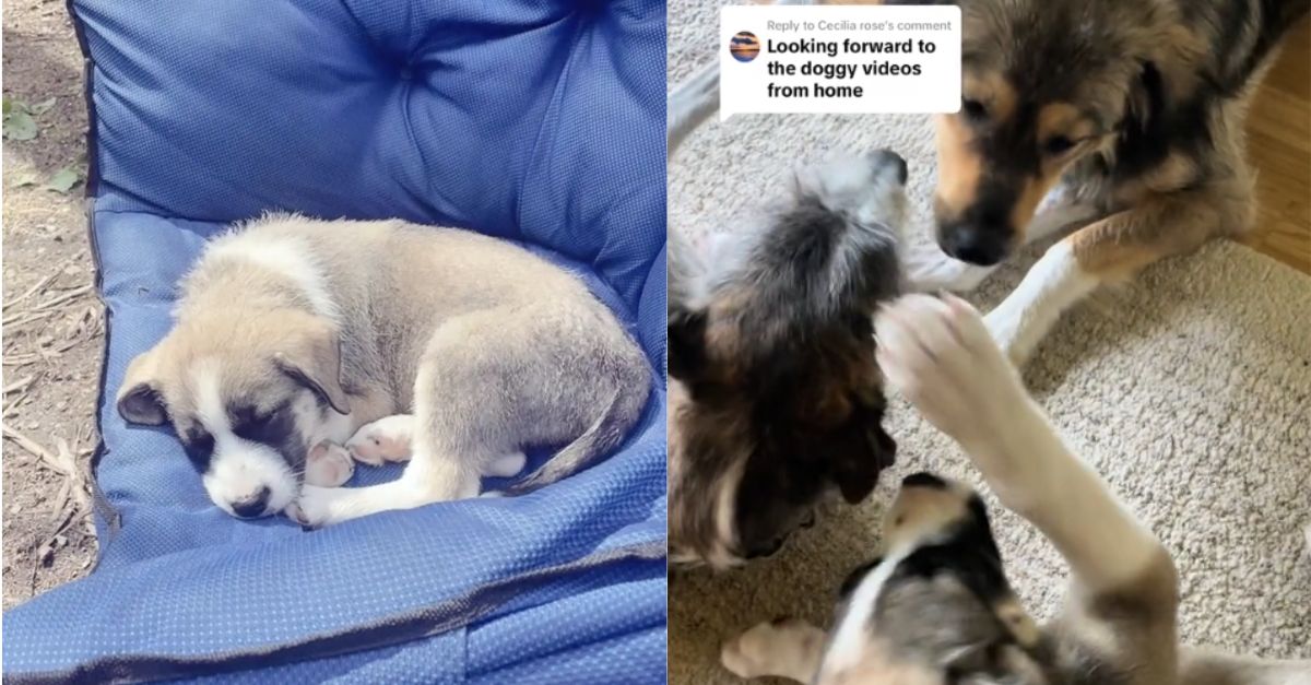 Family Camps With One Dog, Wakes Up Surprised by Three