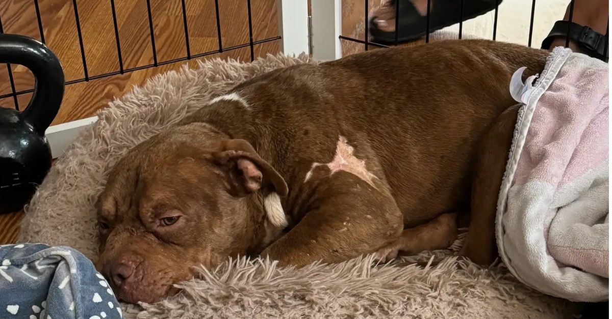 Family Returns From Vacation to Discover Someone Hiding in the Yard’s Corner