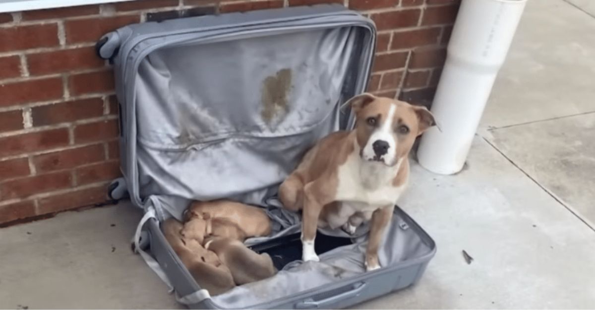 Firemen Discover Abandoned Suitcase with Precious Cargo: Puppies and Their Mother