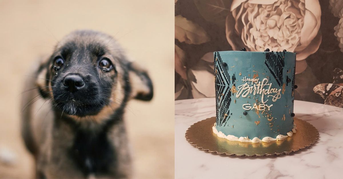 Gaby – A poor dog lost his owner and today is his birthday